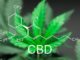 CBD Oil and Post-Traumatic Stress Disorder: What Is the Relation