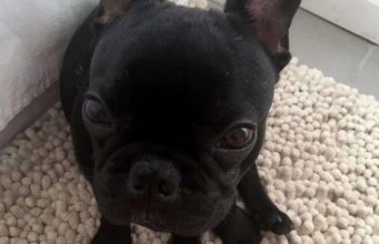Travelling With Your Frenchie Bulldog Via Fight? Here’s What You Must Know!!