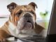 Online Pet Store- The Best Place For Buying Pet Food And Supplies