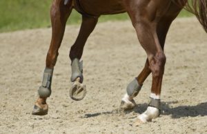Important Things you Need to Know About Horse Arena Footing