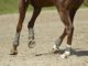 Important Things you Need to Know About Horse Arena Footing