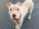 Give Your Dog a Second Chance