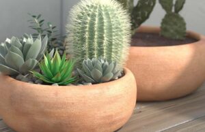 THINGS TO CONSIDER BEFORE CHOOSING A PLANTER CONTAINER