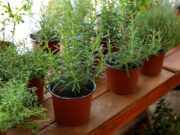 Unveiling the Benefits of Wholesale Plant Pots