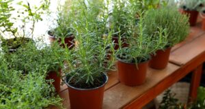 Unveiling the Benefits of Wholesale Plant Pots