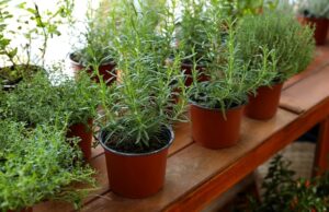 Unveiling the Benefits of Wholesale Plant Pots