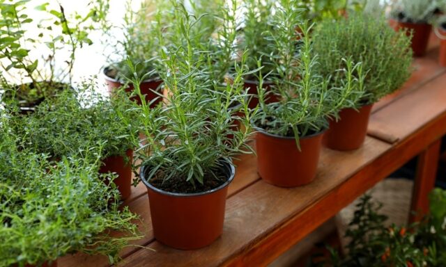 Unveiling the Benefits of Wholesale Plant Pots