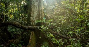 benefits of green sumatrac