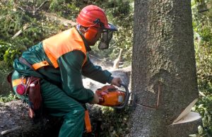 Tree Removal