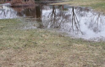 How to Get Rid of Standing Water in Your Yard Standing Water