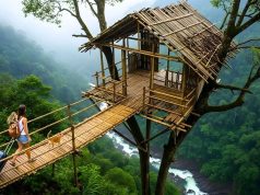 Between leaves and light the forest builds its own quiet home